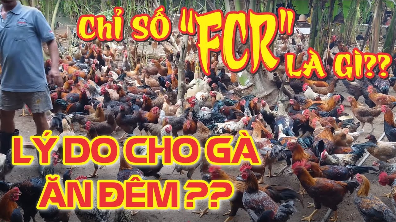 LÝ DO CHO GÀ ĂN ĐÊM, CHỈ SỐ FCR TRONG CHĂN NUÔI LÀ GÌ???