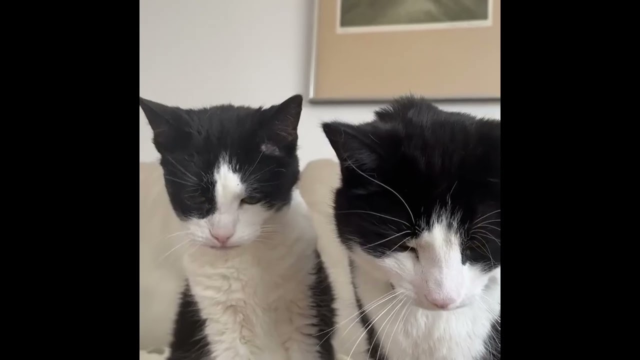 20-year-old grandma cat and her 2-year-old grandson cat 