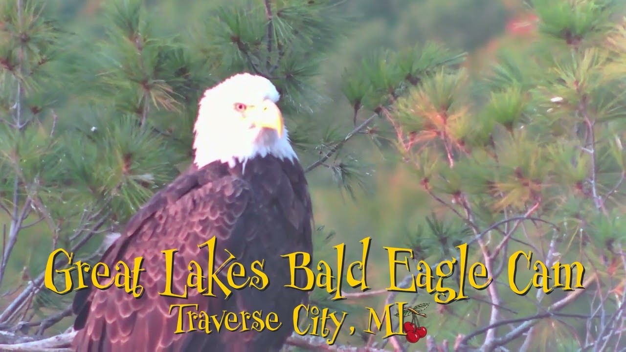 🗓️ Daily Bald Eagle Highlight (Oct 2) | Book your stay: WestBayWanderlust.com