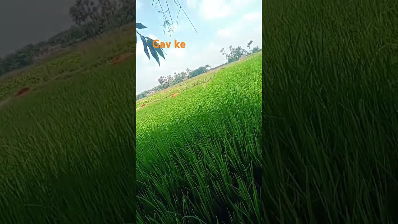 gav ke log#nature #farming #villagelife💐🌷👍
