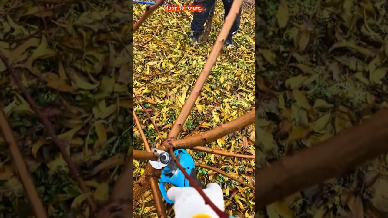 How to shape young peach tree for maximum growth t 