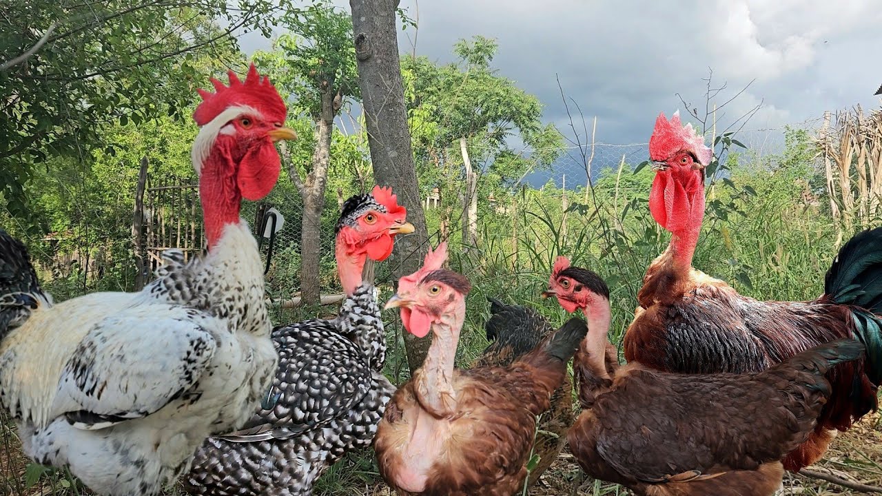 Reprodução das Galinhas de Pescoço Pelado