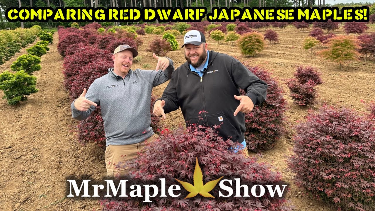 Comparing Red Dwarf Japanese Maples! Specimen Sizes! | MrMaple.com Saturday Showcase