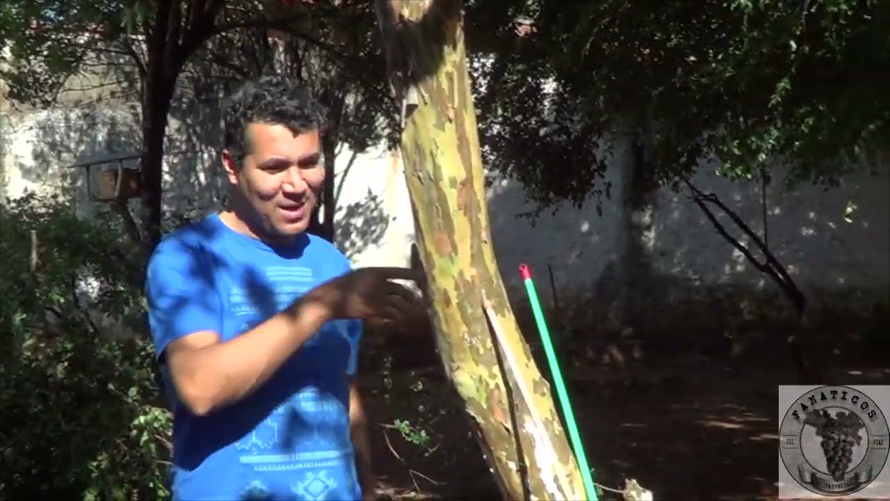 1331 )  - CONTINUAÇÃO DA PODA DA ACEROLA  –  6° PARTE – PIRACICABA – S.P.