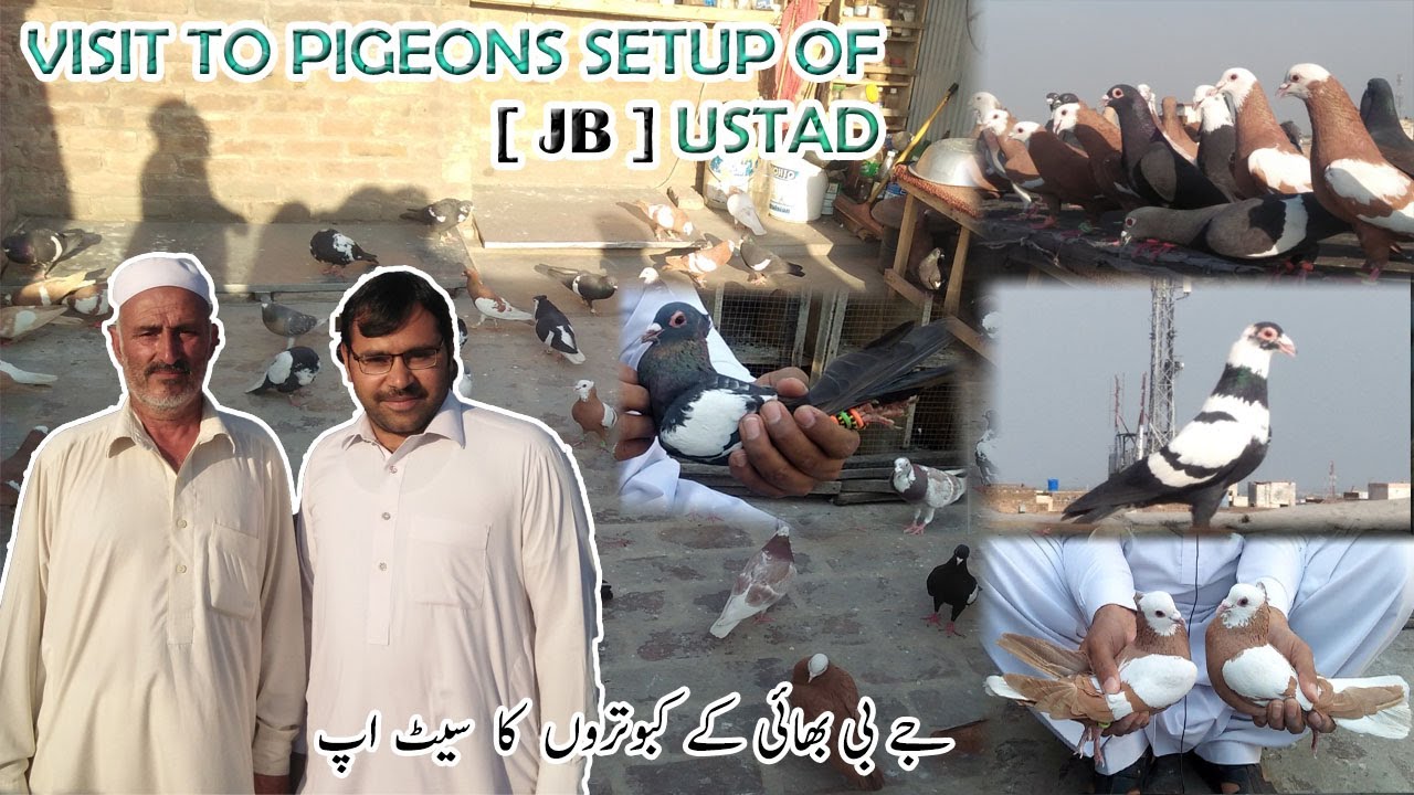 VISIT TO PIGEONS SETUP OF [ JB ] USTAD