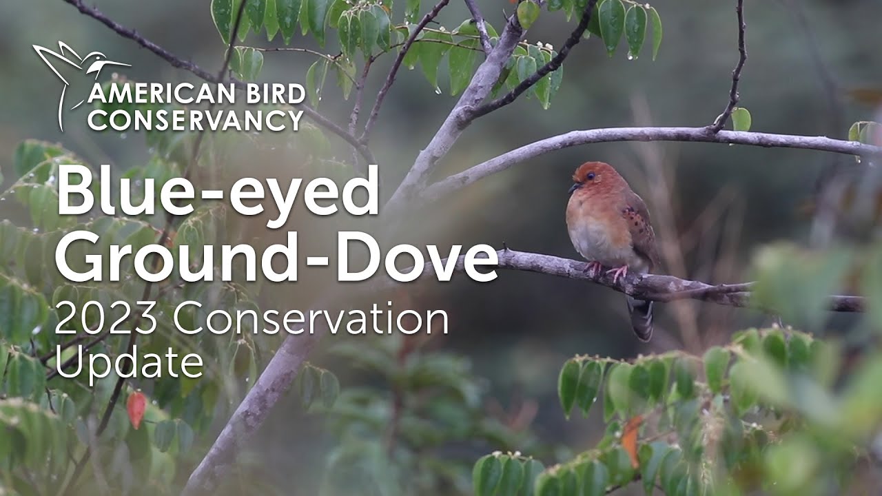 Blue-eyed Ground-Dove 2023 Conservation Update