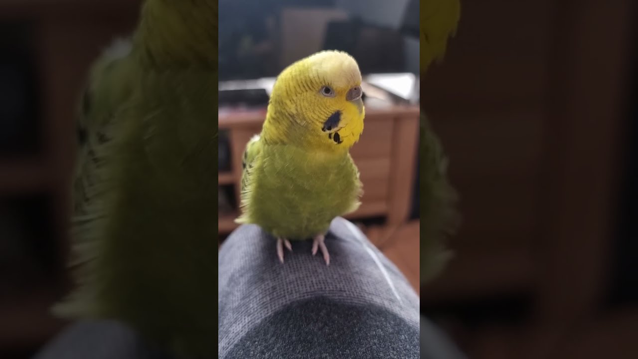 Female budgie talking