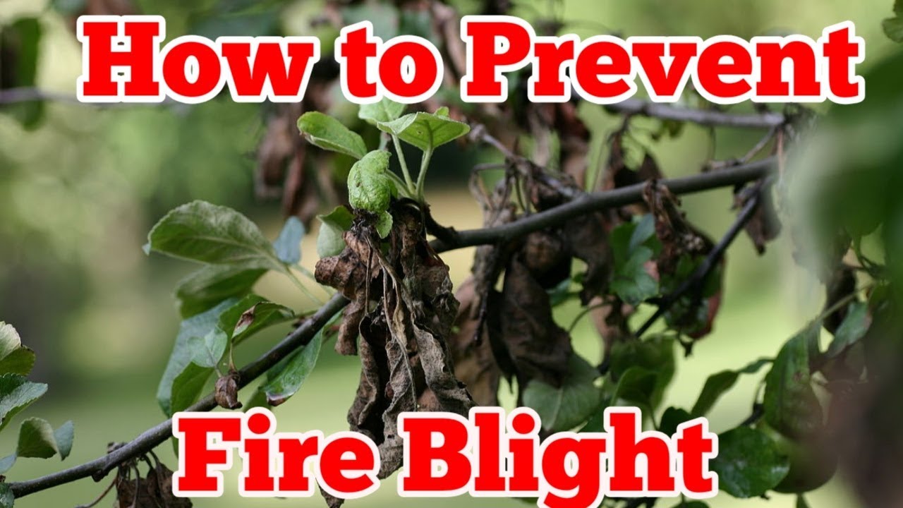 How to Treat & Prevent Fire Blight in Your Apple and Pear Orchard
