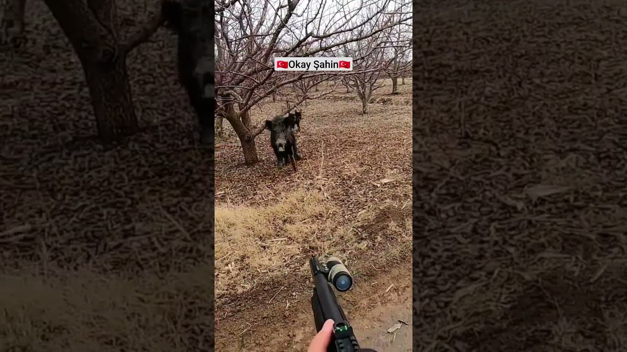 Wild boar attack the hunter ! / Avcıya saldıran yaban domuzu #wildlife #willdboar #okaysahin