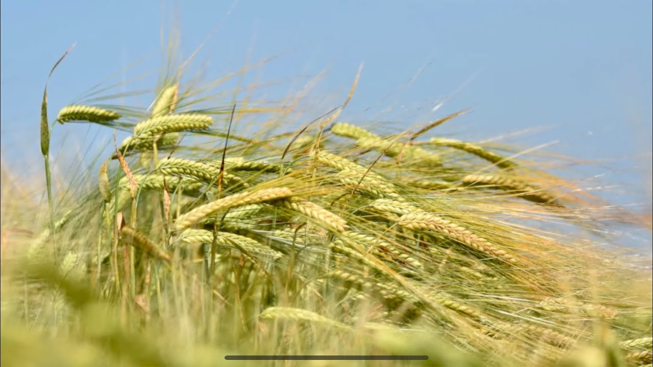 Whole Crop Management - When to Harvest? - Dairy Tech