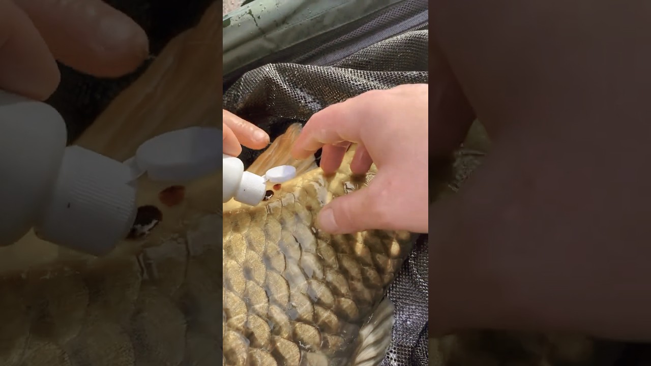 The Dark Art of Carp Care and Fishing Techniques