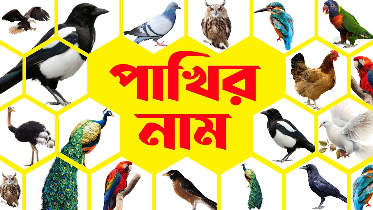 পাখির নাম বাংলা এবং ইংরেজীতে | Birds Name with Picture in Bengali and English | বাচ্চাদের জন্য পাখি।