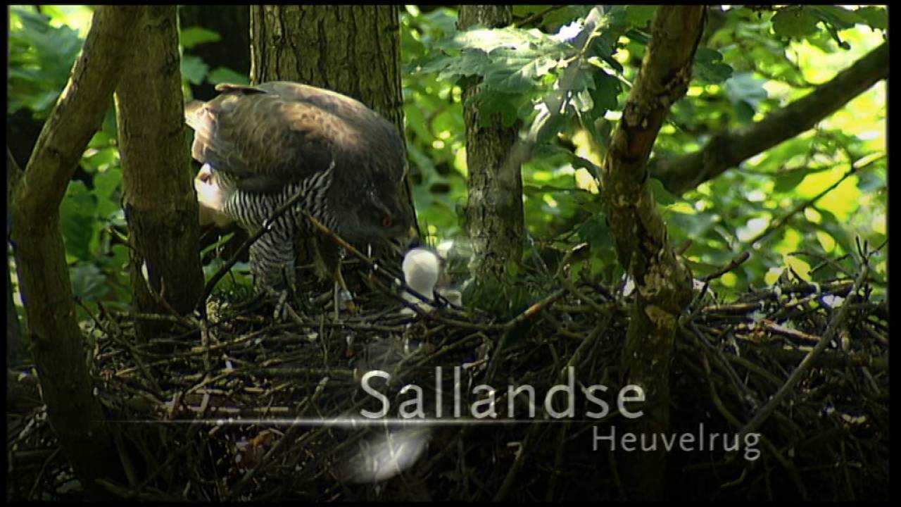 Video Nationale Parken