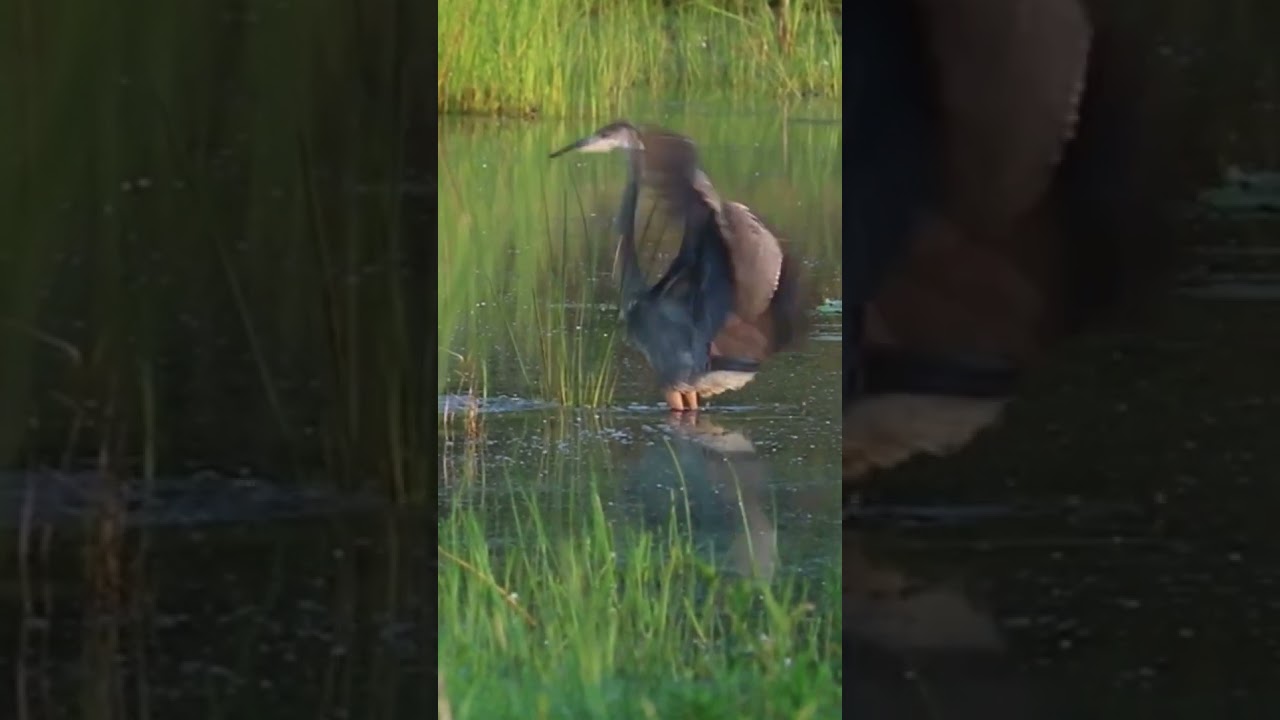 grey heron hunting  | herons    #bird  #nature