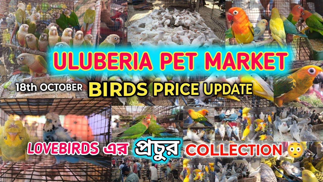 ULUBERIA PET MARKET BIRDS PRICE UPDATE ON 18th OCTOBER #uluberiapetmarket #birds #cheapestprice 