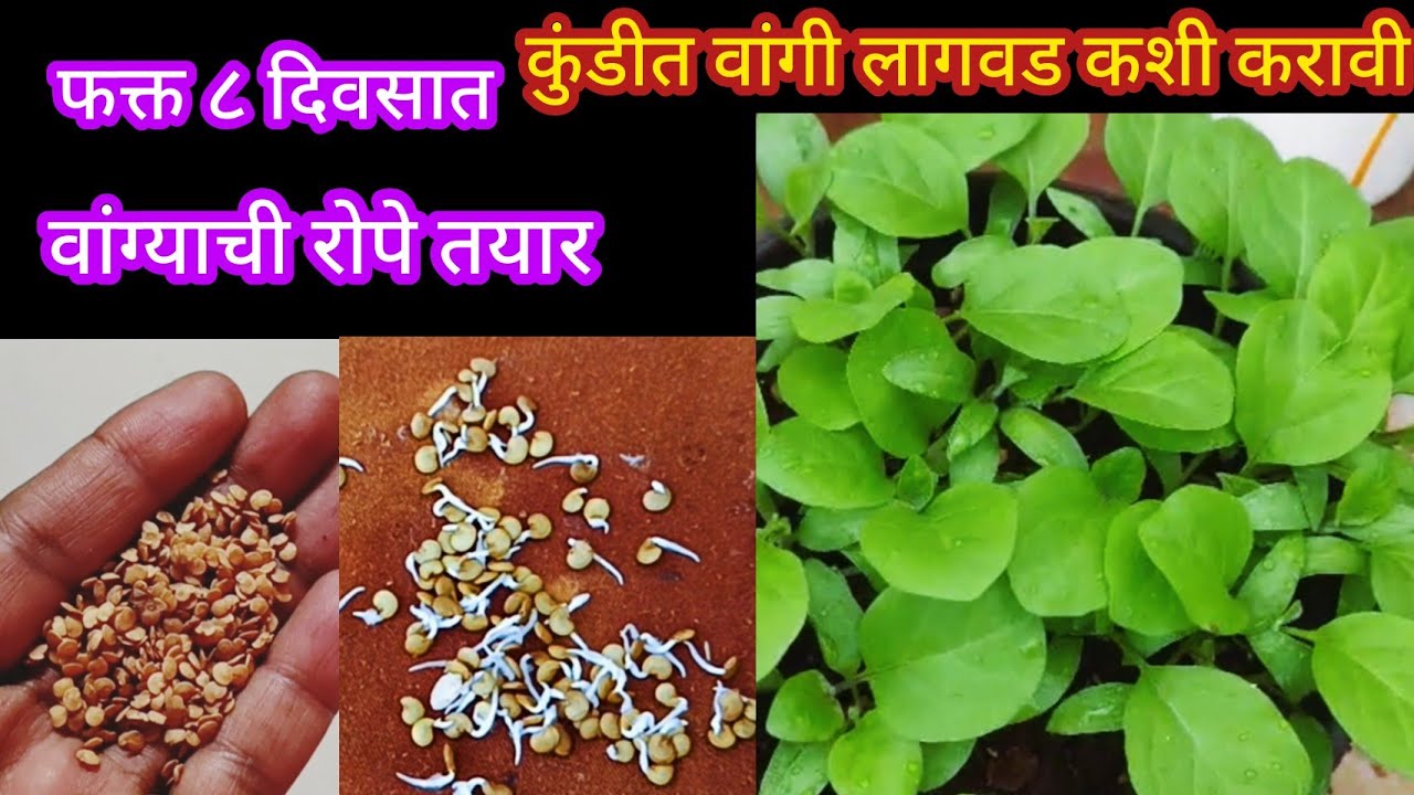 Easy way to grow eggplant seedlings quickly ||organic vegetable garden||#spkitchengardening