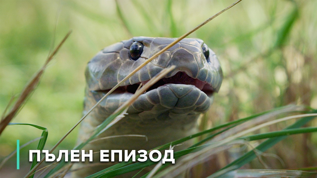 Убийци от влажните зони: Реката на хищниците | Опасни австралийски животни 102
