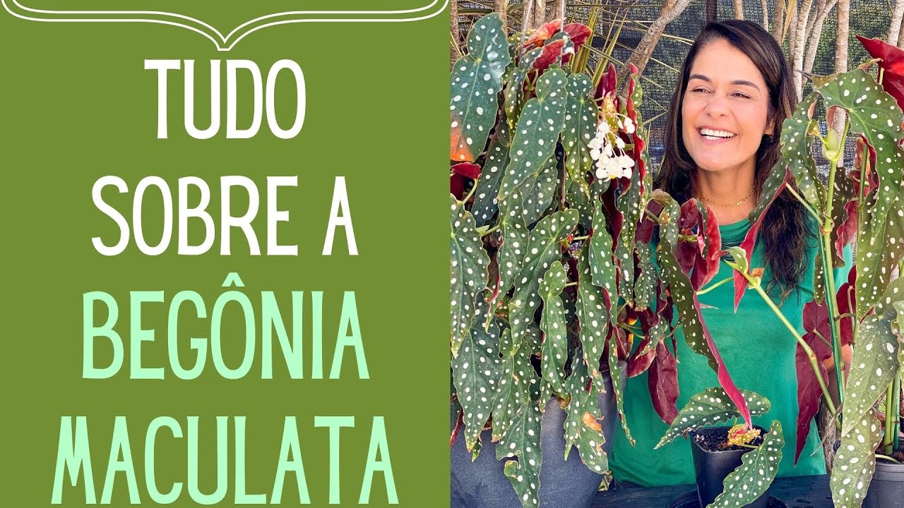PLANTAS VERDES: Como cuidar e como fazer muda de Begônia Maculata