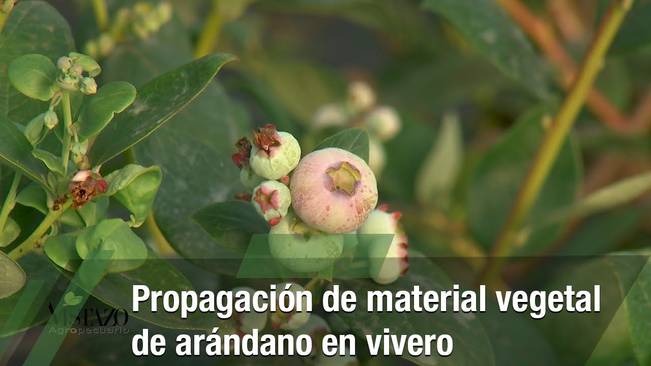 Propagación de material vegetal de arándano en vivero - TvAgro por Juan Gonzalo Angel Restrepo