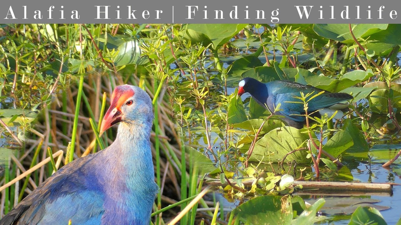 Wildlife of the Celery Fields
