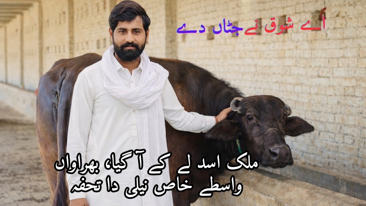 ملک اسد لے کے آیا ، بھراواں واسطے خاص نیلی دا تحفہ