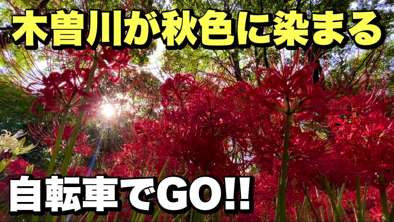 一面に咲く彼岸花と木曽川の景色を走る