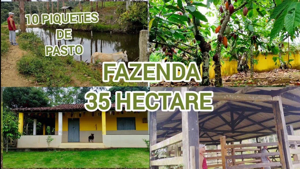 VENDIDA/35 HECTARE produtiva, roça de cacau, 10 PIQUETES , represa 480 MIL #avendaemilhéusnabahia
