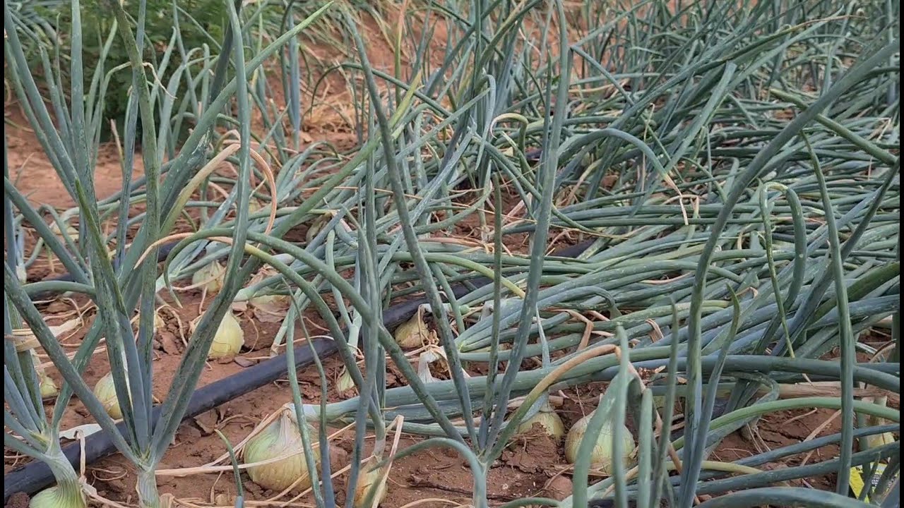 Onion Farming in Zambia: 2021 Update 4 (Oct 05): Pros and Cons of Hybrid Seed