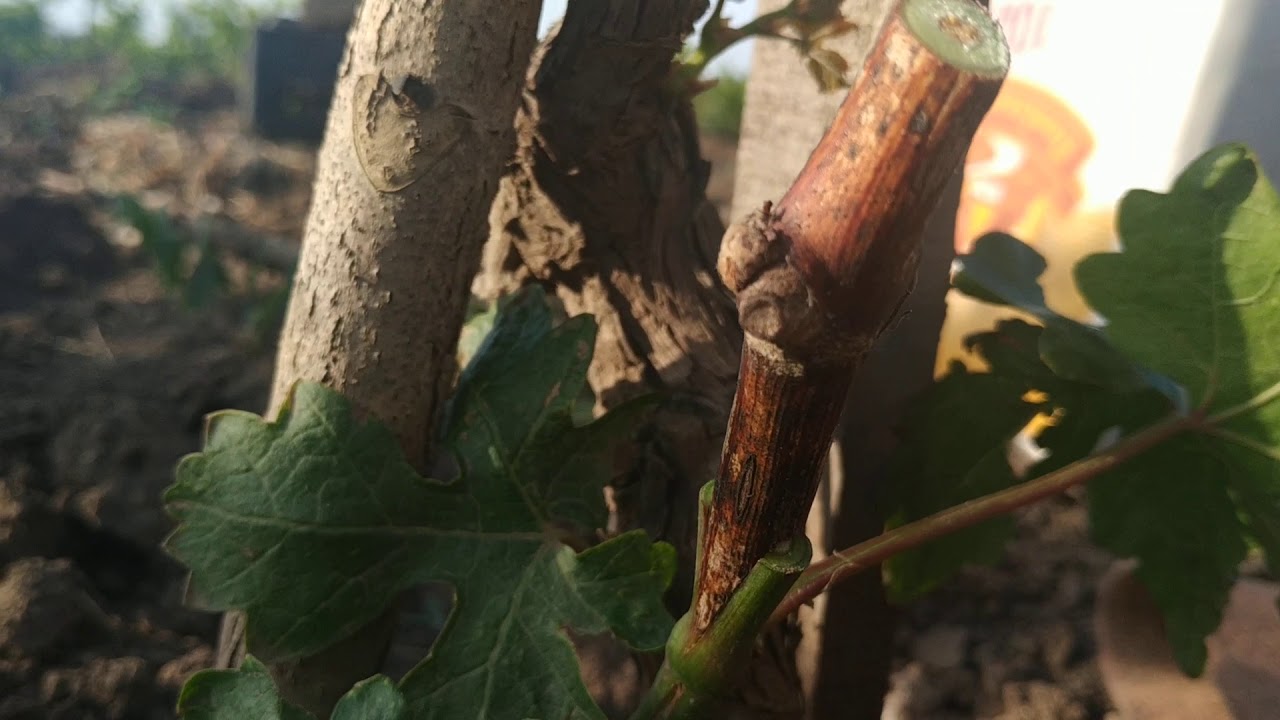 Прививка винограда.Что делать если привой толще.