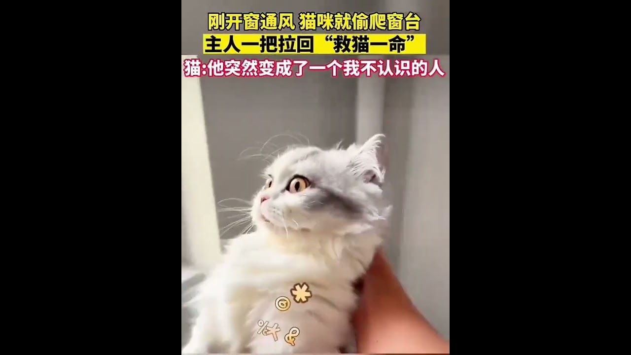 瑟瑟发抖#猫咪 #意不意外惊不惊喜 #万万想不到 #万万没想到 #我和我的猫