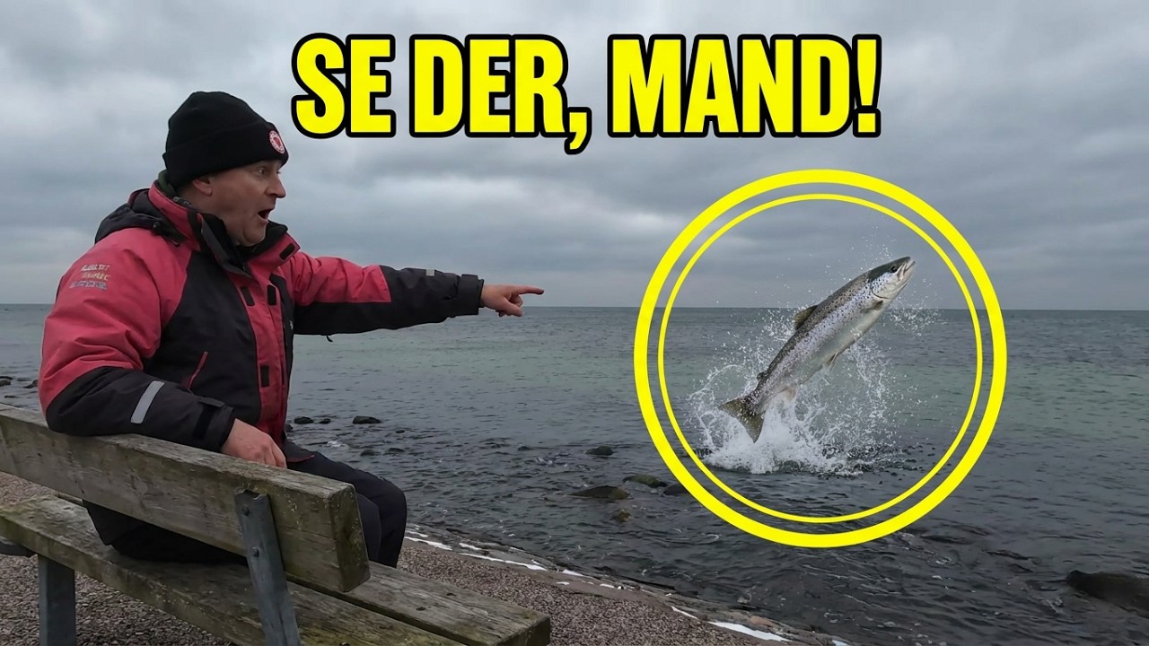 Strøby, Havørreder der stadig svømmer. Dec 2025