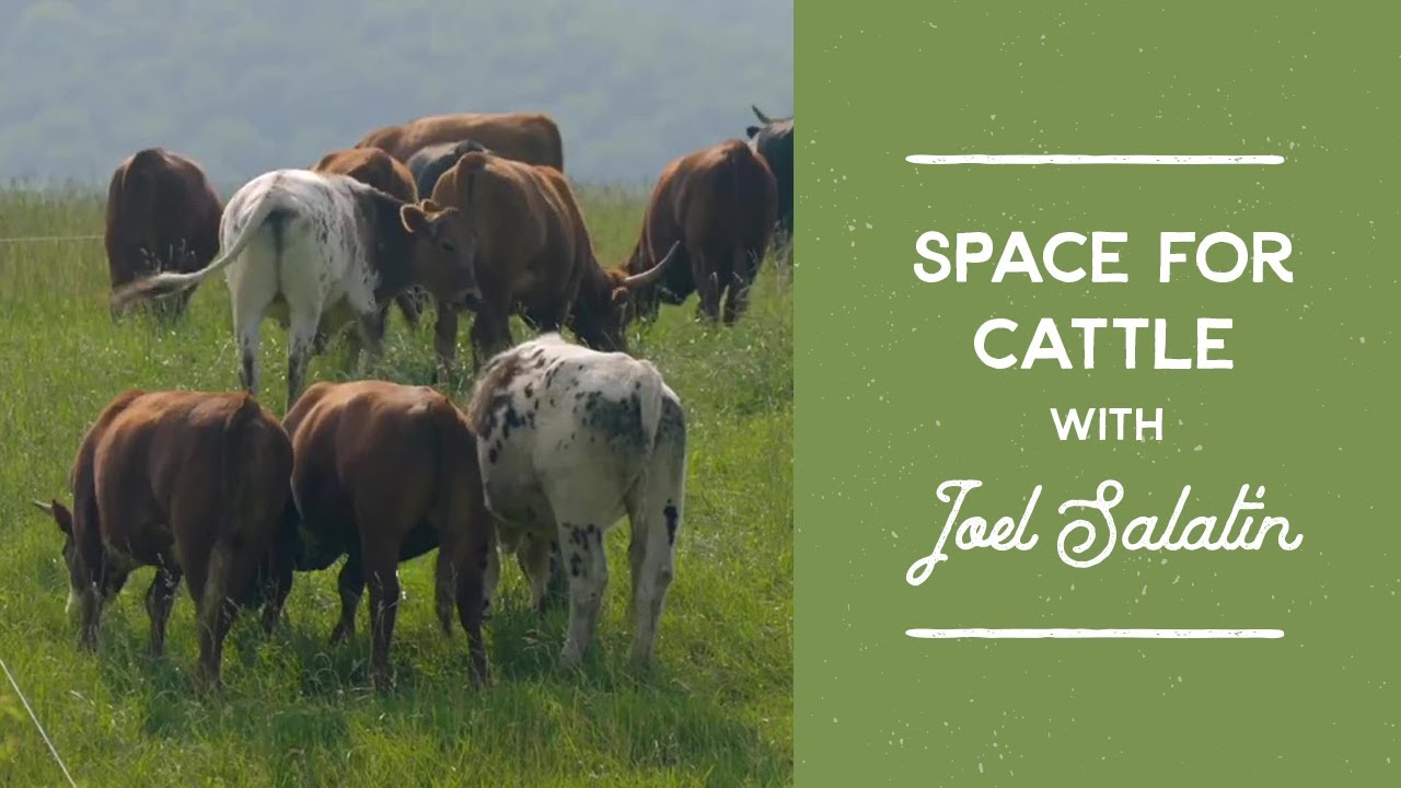 How Much Space Do Cattle/Cows Need? | Joel Salatin