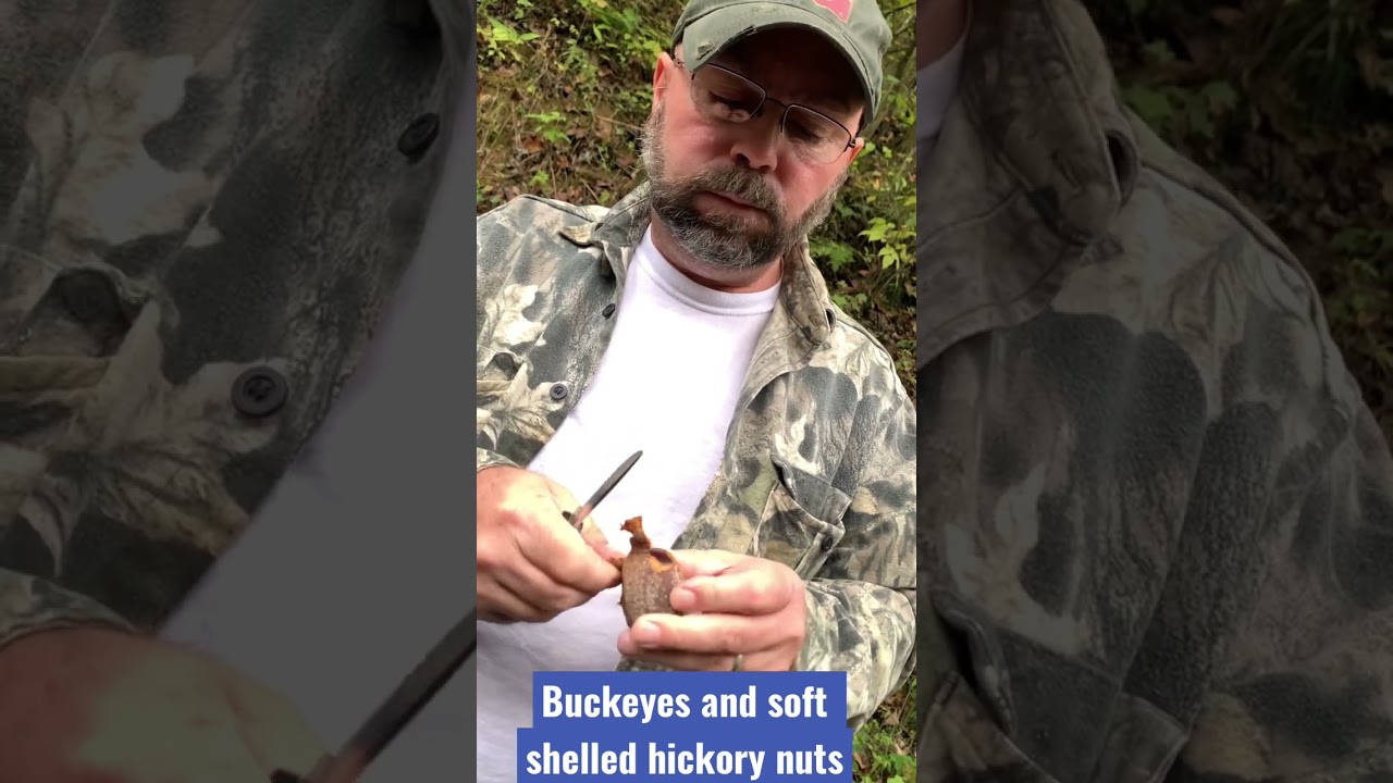 Foraging for Buckeyes and Soft Shelled Hickory Nuts in TN #appalachianmountains
