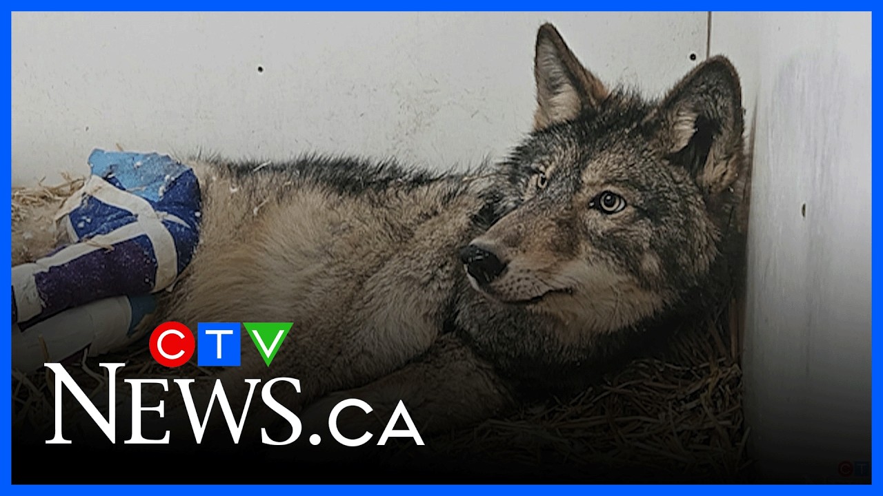 Animal rescue group saves injured wolf