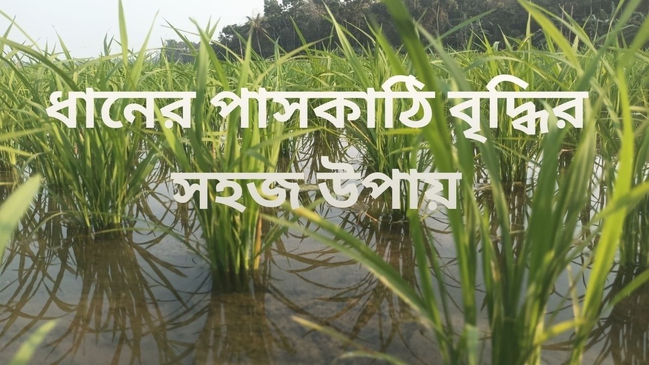 ধানের পাসকাঠি বৃদ্ধির সহজ উপায়/ DHANER PASKATHI BRIDDHIR SOHOJ UPAY