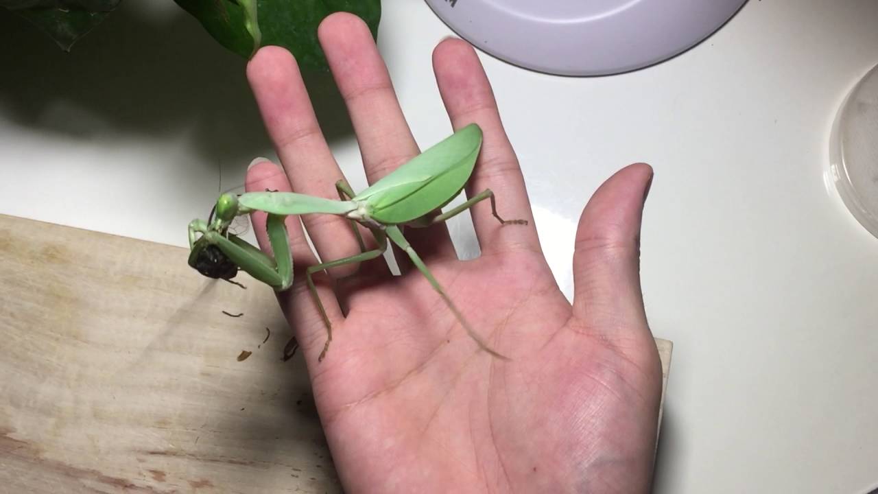 preying mantis hunts a cicada and eat it on my hand :D