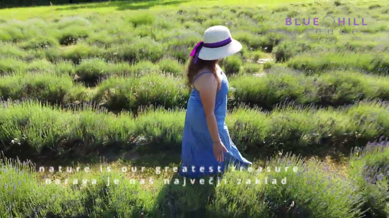 Blue Hill | Organic lavender fields | Ekolo&scaron;ko pridelana prava sivka