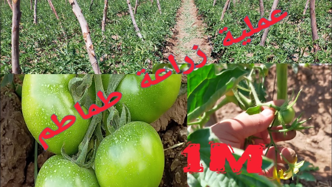 تتمة الفيديو الأول .......شاهد أسرار شتلة الطماطم🍅🍅 وكيفية تعامل معها