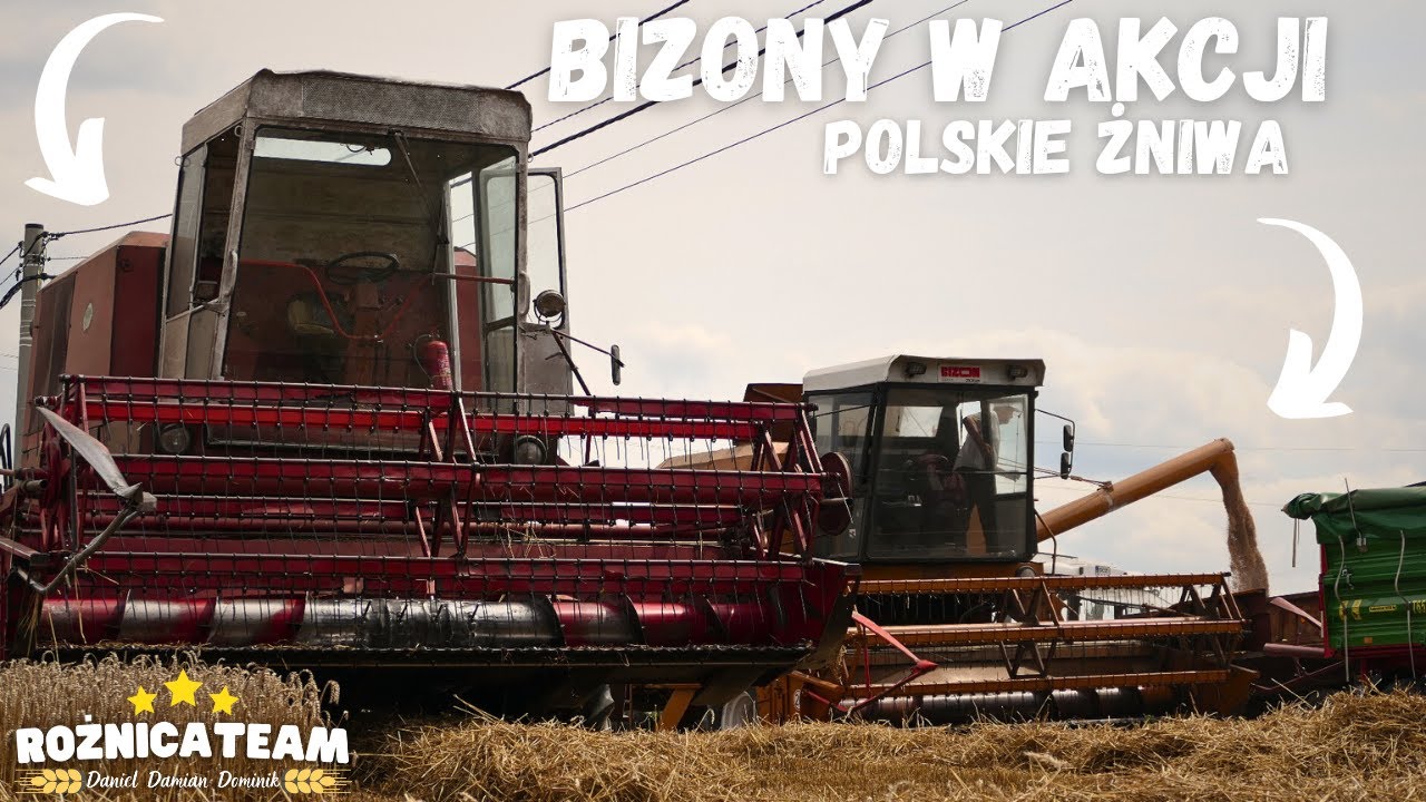 🇵🇱 POLSKIE ŻNIWA Z BIZONAMI 🔥 ZBIÓR SŁOMY 🔥 2x BIZON Z056/ZETOR MAJOR 60/URSUS C-385 | RożnicaTeam