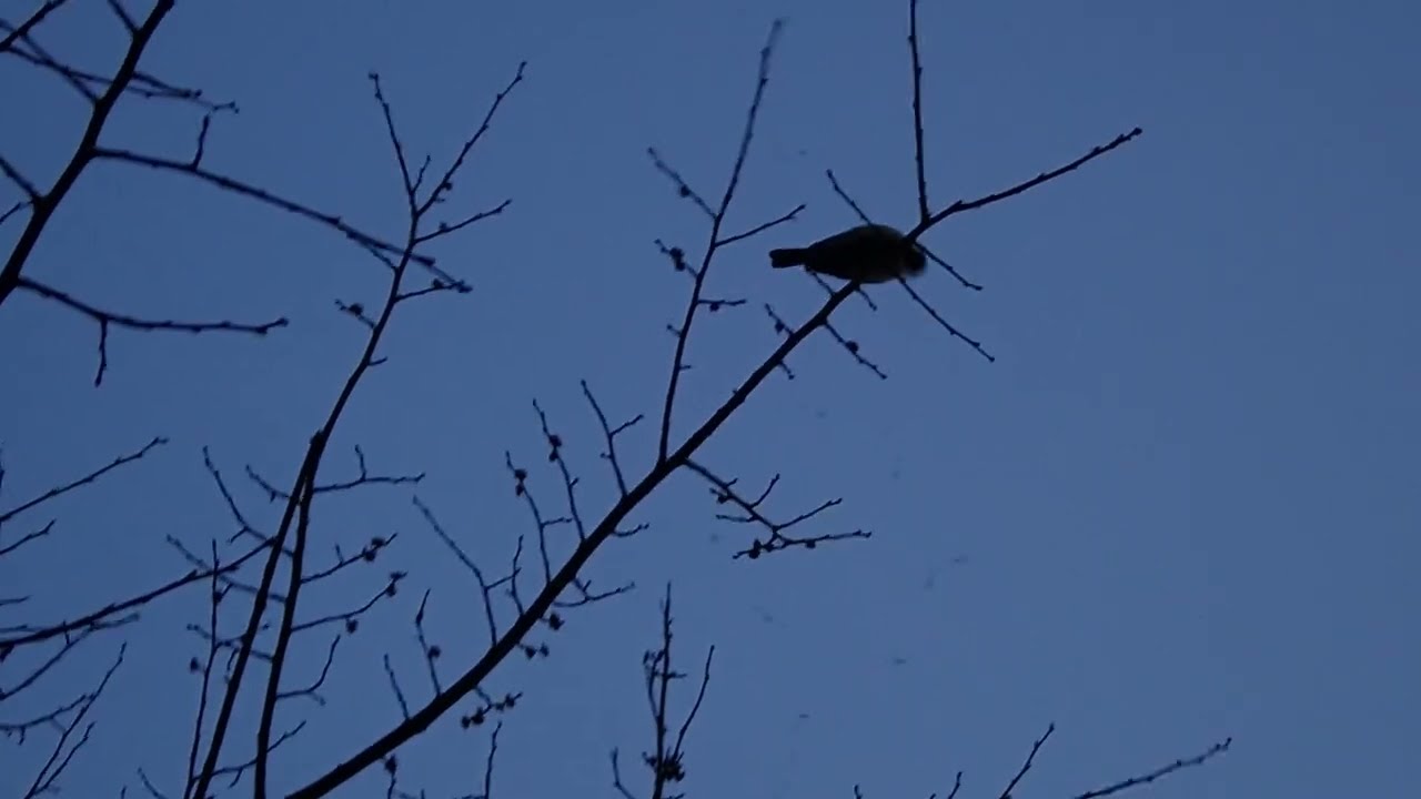 Wild Vienna: Black Tit