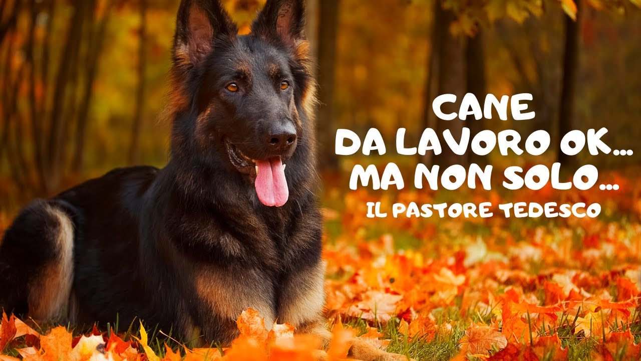 Conosci il Pastore Tedesco