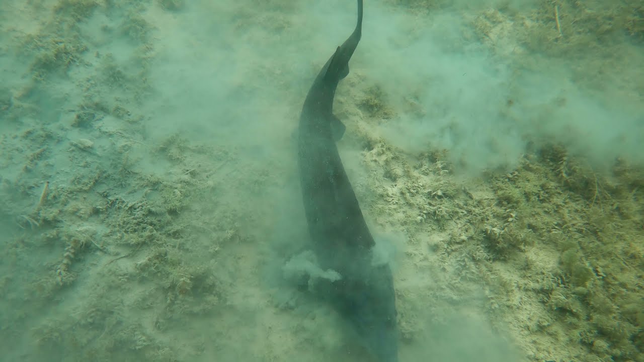 Fische schaun im Hemmoor Kreidesee
