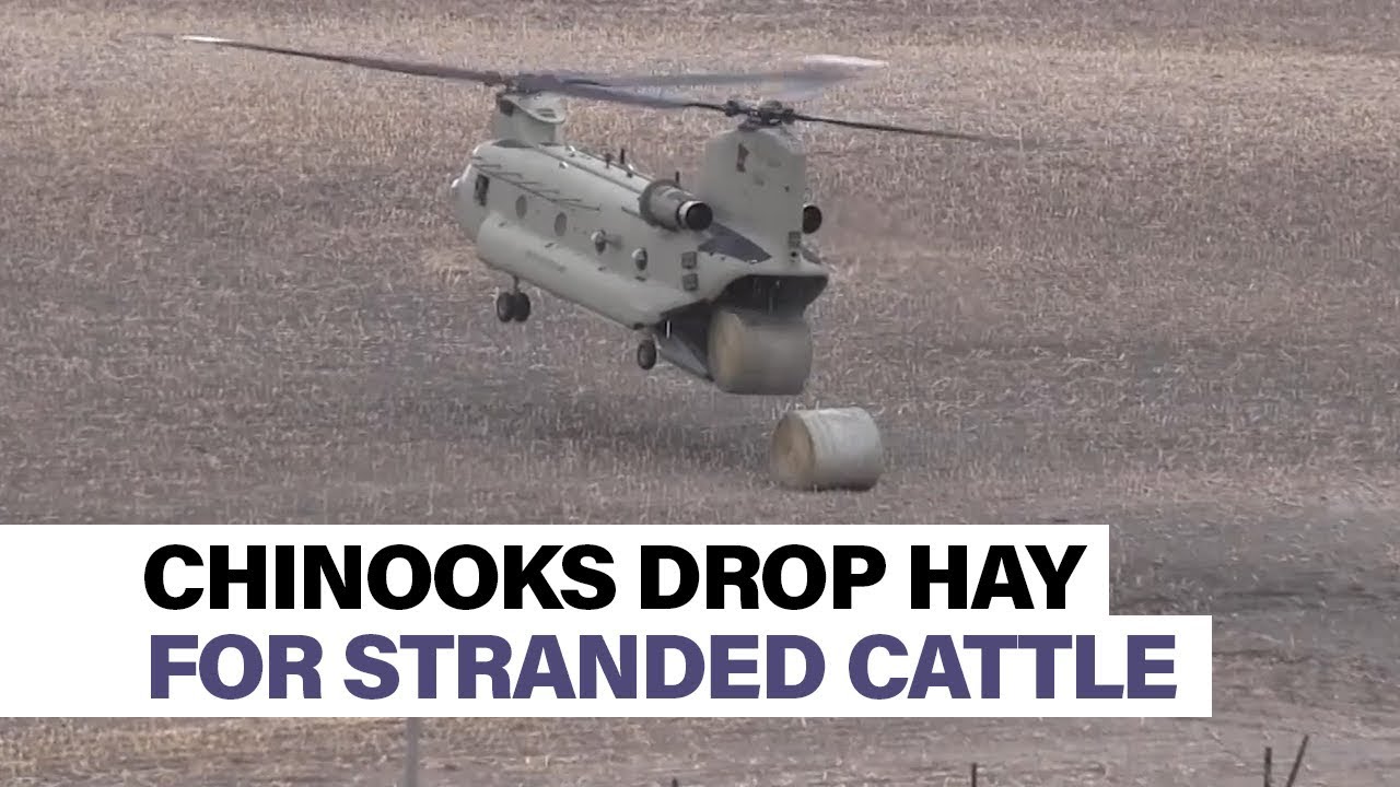 Chinooks drop hay to feed livestock stranded by floods
