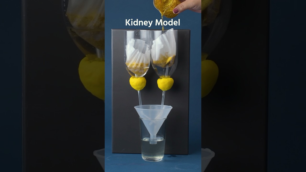 See how kidneys filter your blood with this model #shorts