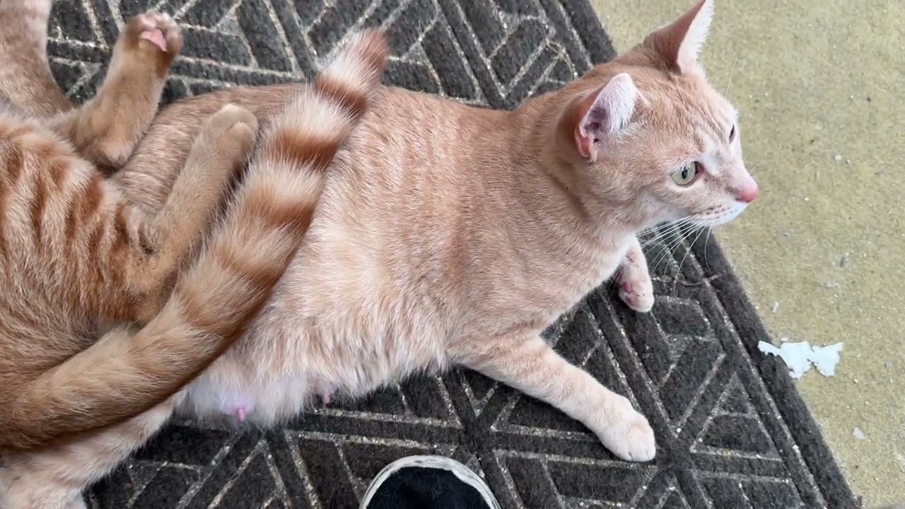Forever Kitten Curtis loves mama Peaches 
