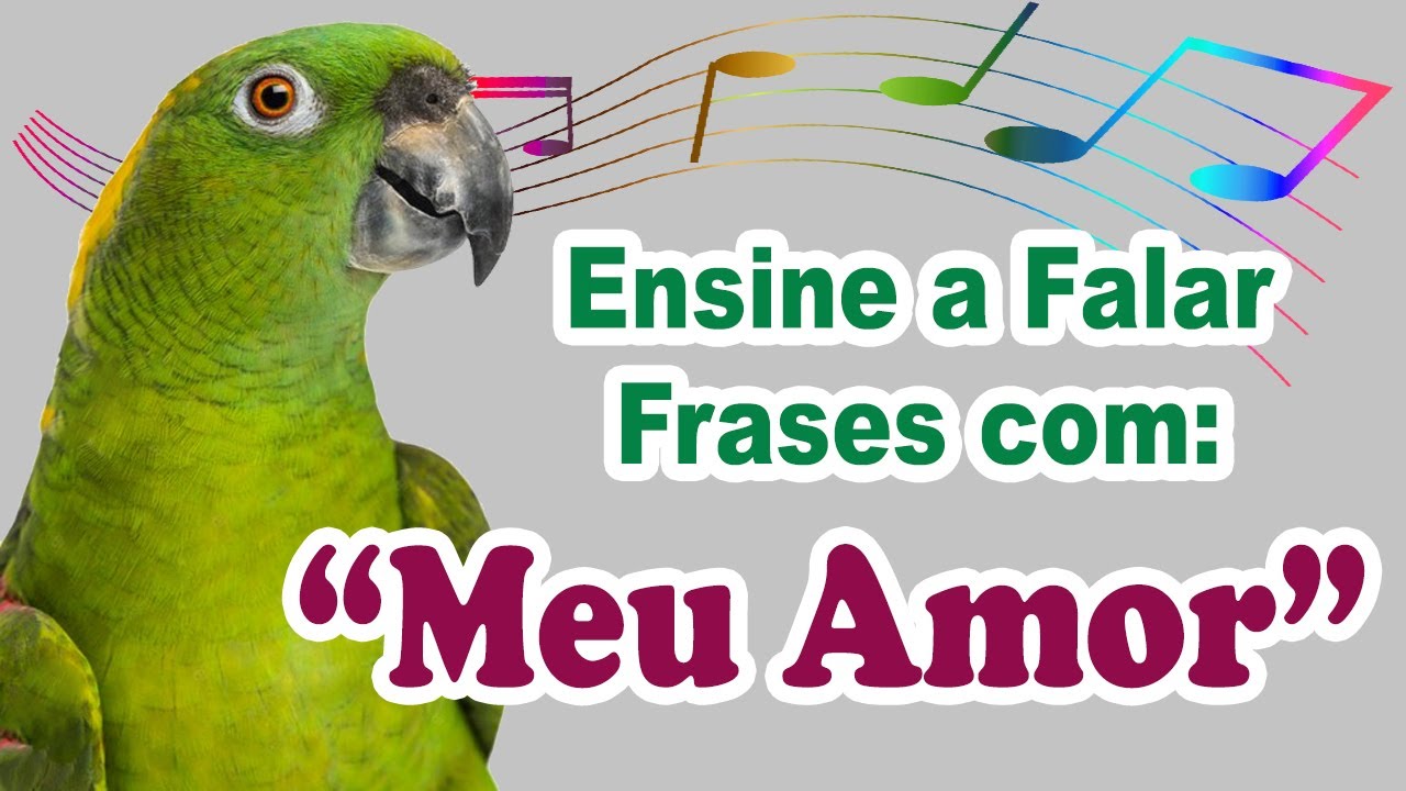 Ensine o papagaio a falar frases com &ldquo;meu amor&rdquo; - treinamento de papagaio