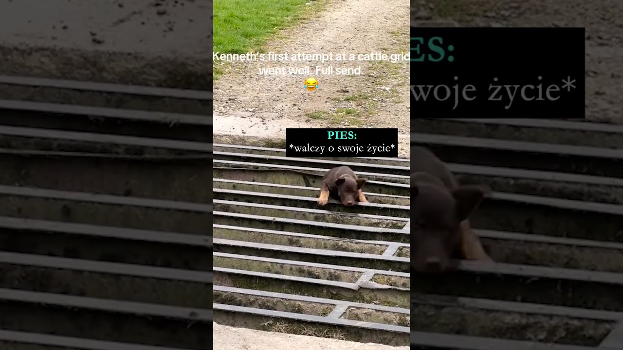 💔Ten piesek wpadł przez kraty dla bydła 😨🐶(@leegatefarmmalham)