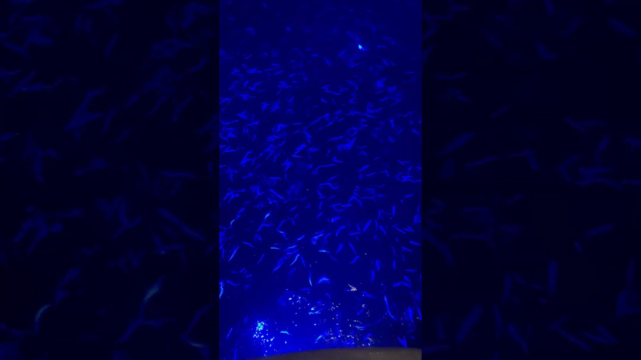 Hundreds of fish while sailing! 