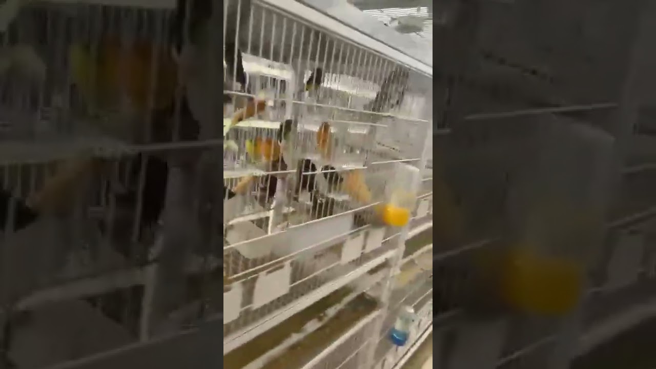 canary bird from Turkey ring TKF