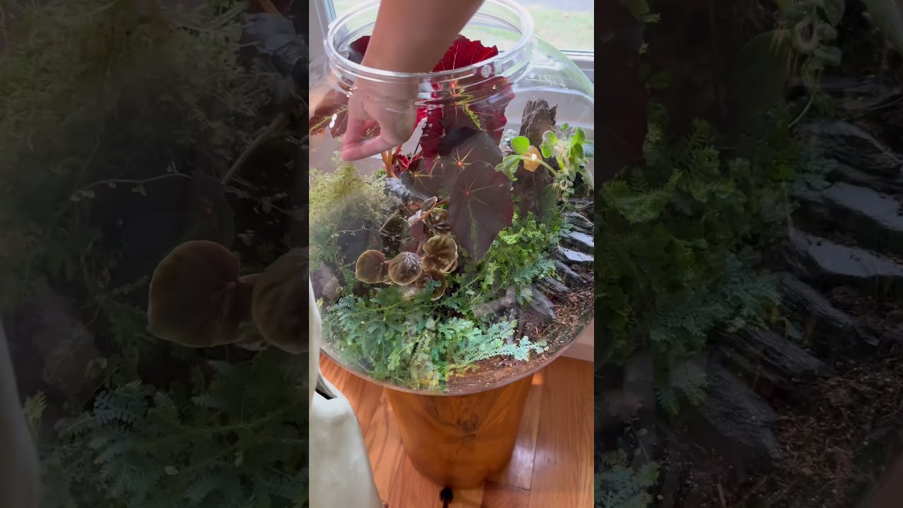 biOrb Terrarium 🌿 | Link In Bio + Discount code